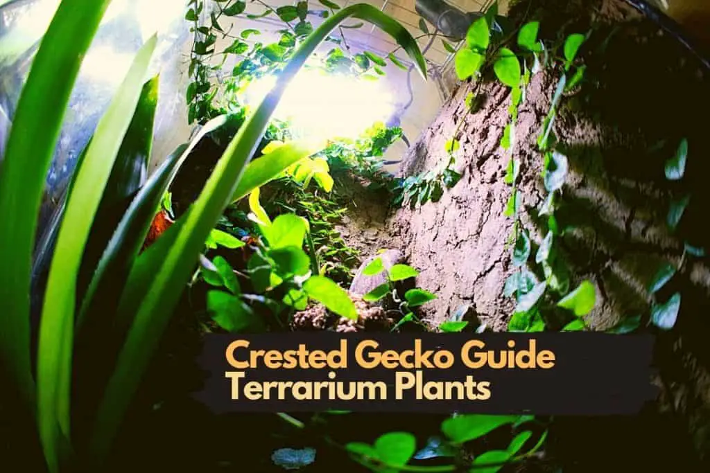 How to Get the Right Temperature for Your Crested Gecko