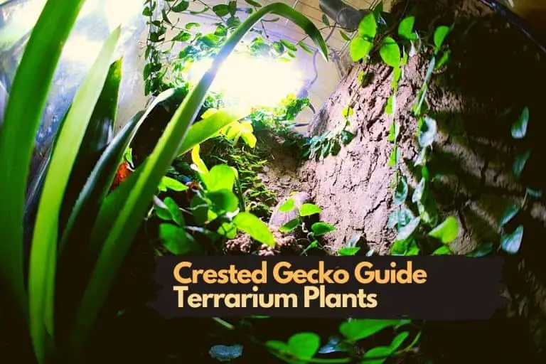 Everything You Need to Know About Terrarium Plants for Crested Geckos