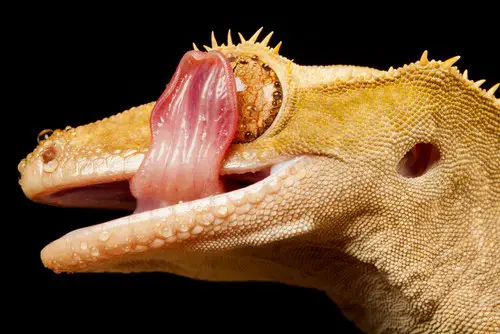 5 Fun Facts Everyone Should Know About Crested Geckos