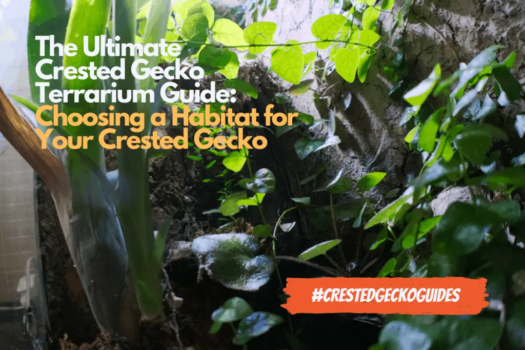 Crested Gecko Care Guide | Taking Care of a Crested Gecko
