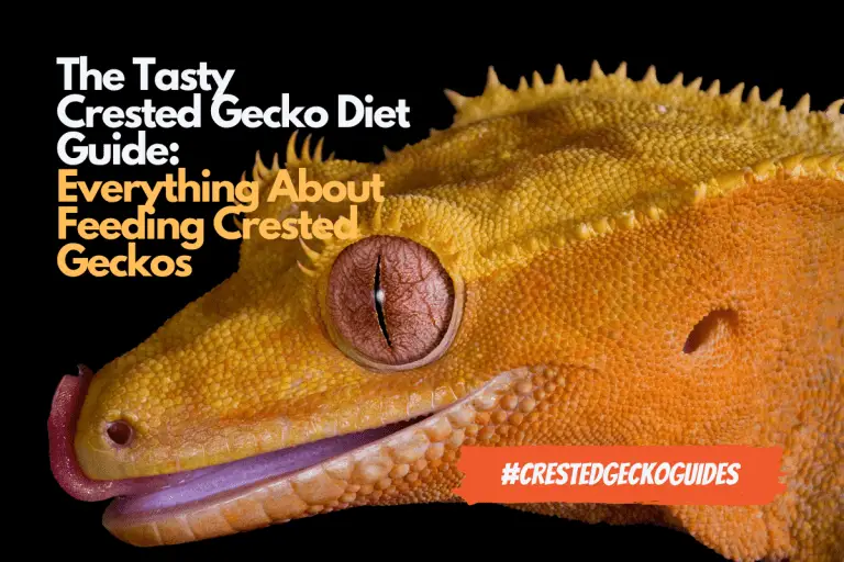Crested Gecko Diet Guide | Feeding Your Crested Gecko