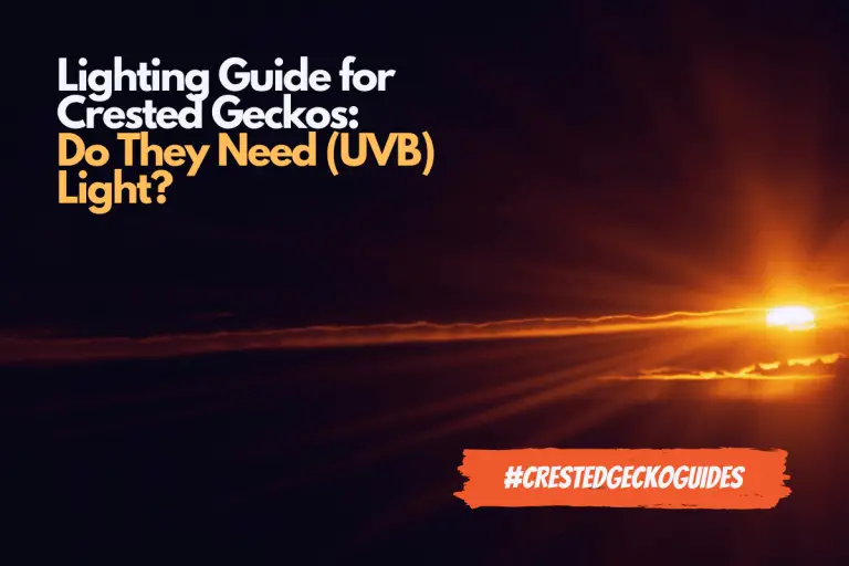 Lighting Guide for Crested Geckos (With Tips and Tricks)