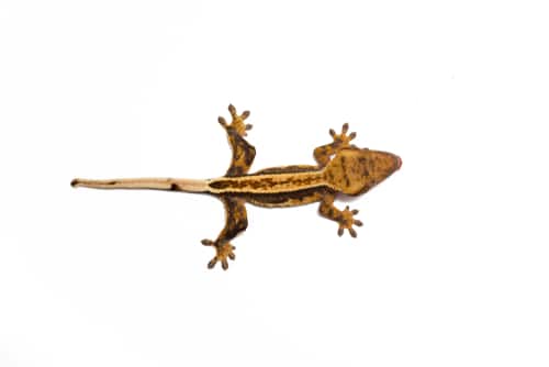 Ultimate Guide to Crested Gecko Morphs