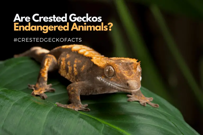 Are Crested Geckos Endangered Animals in the Wild?