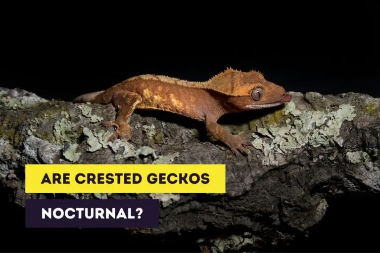 Are Crested Geckos Nocturnal? (Sleeping Habits)