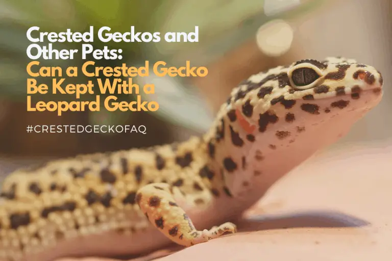 Can a Crested Gecko Live Together with a Leopard Gecko?