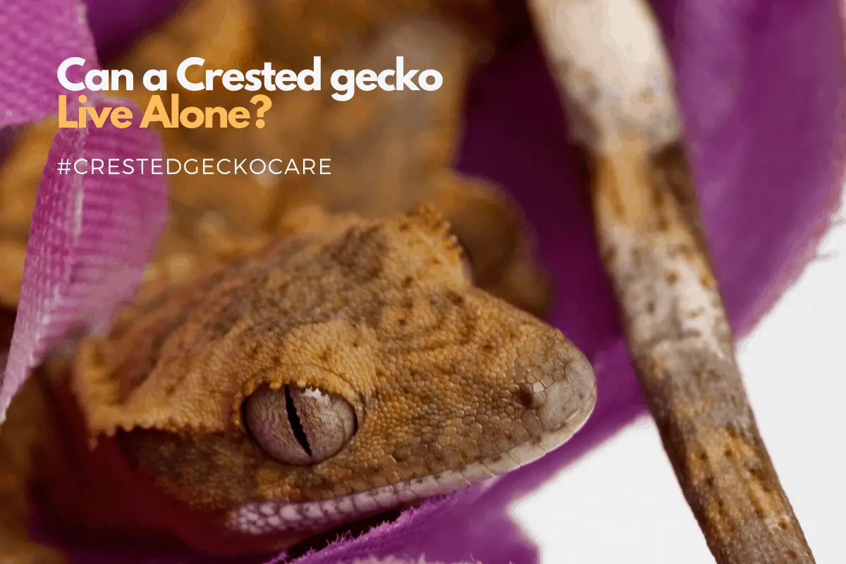 Social Behavior Of Cresties Can Crested Geckos Be Kept Alone Or Not