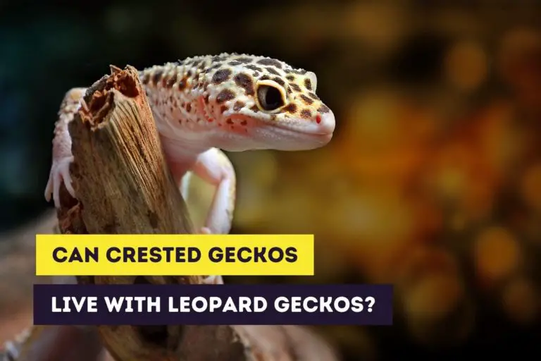 Can Crested Geckos Live With Leopard Geckos?