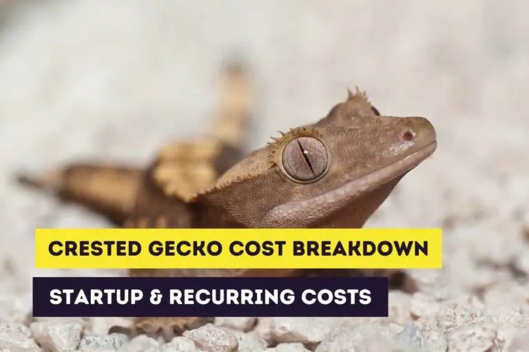 Cost Breakdown of Crested Geckos (Startup and Recurring)