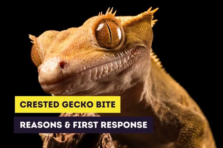 Crested Gecko Bites: Reasons and Responding to a Bite