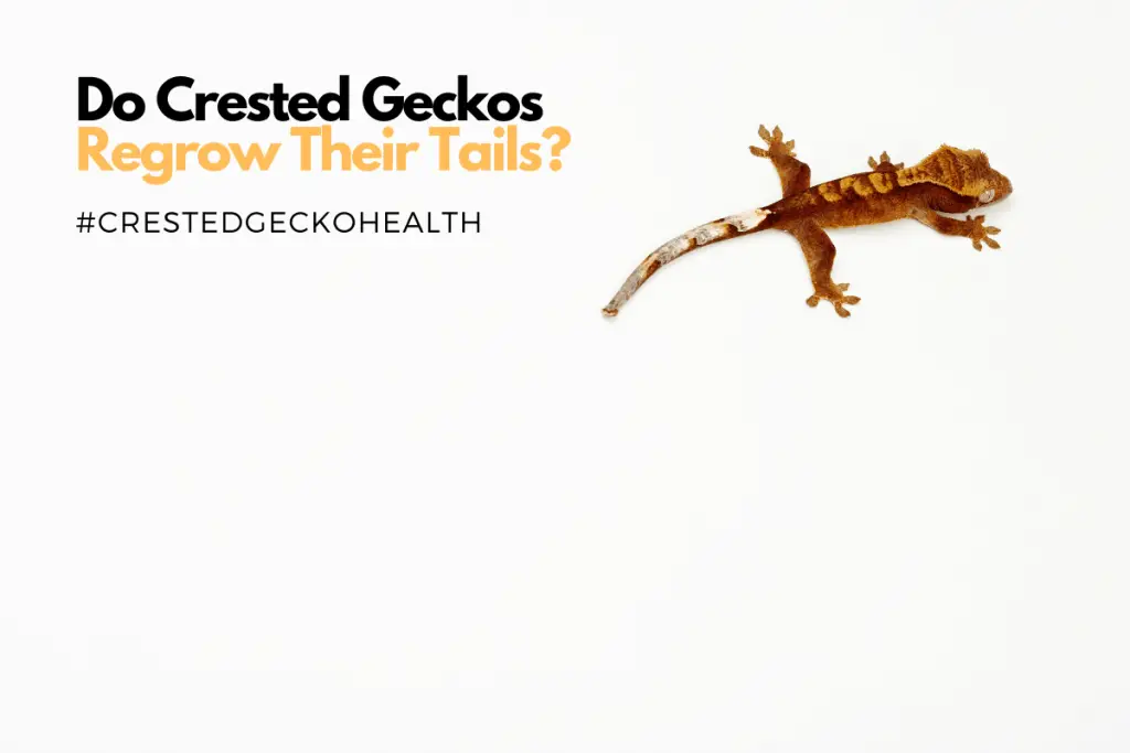 Cleaning the Crested Gecko Terrarium Instructional Guide