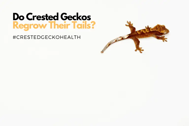 Crested Gecko Tail Loss and Tail Injuries (Reasons for Tail Loss)