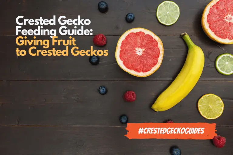 Fruit Feeding Guide: Safe Fruit for Crested Geckos