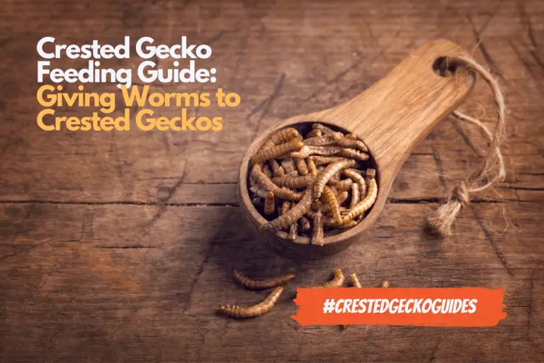Worm Feeding Guide: What Worms Can You Feed to Your Crested Gecko?