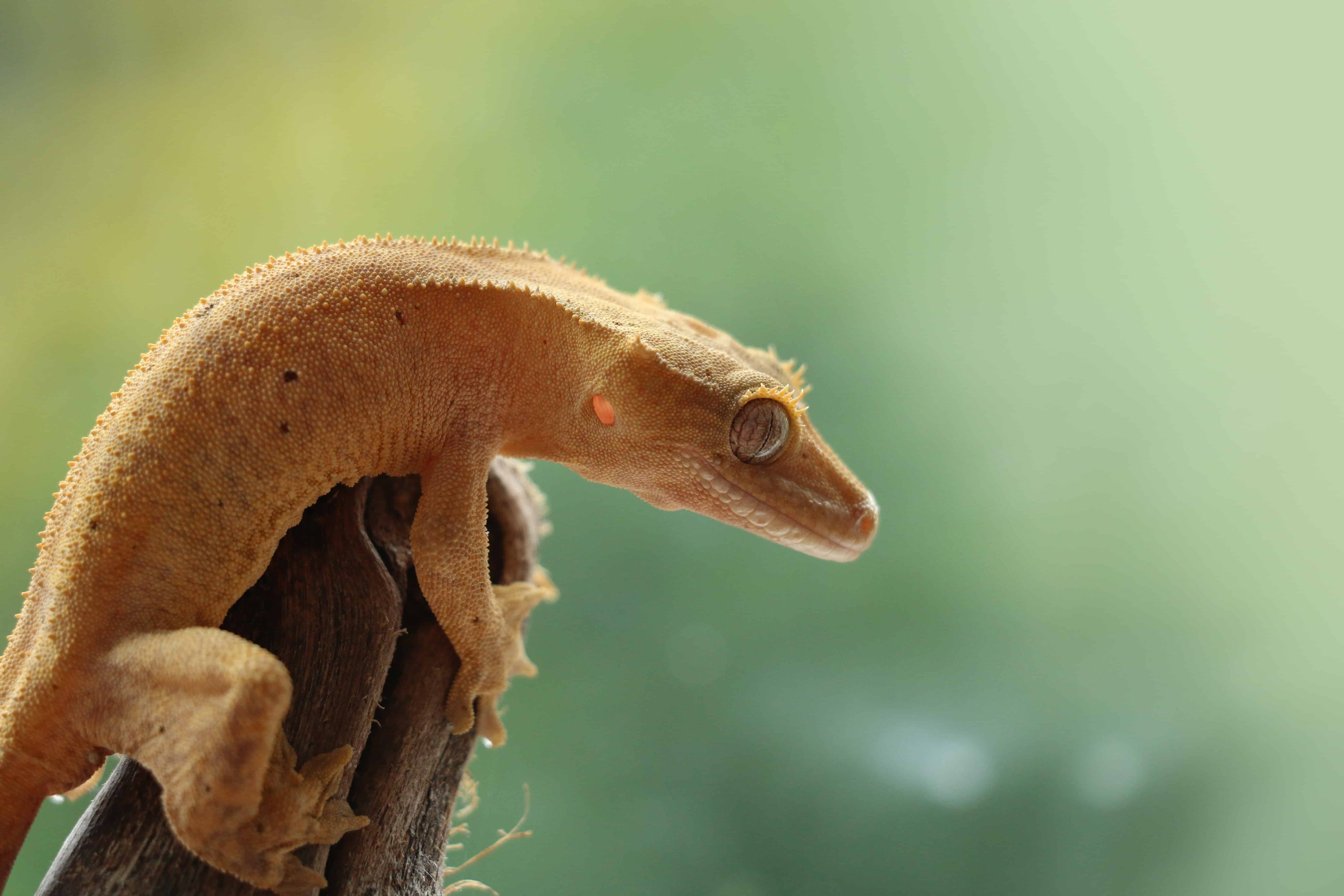 Crested Gecko Care Guide Taking Care Of A Crested Gecko Crested Gecko Care Guide Taking Care Of A Crested Gecko