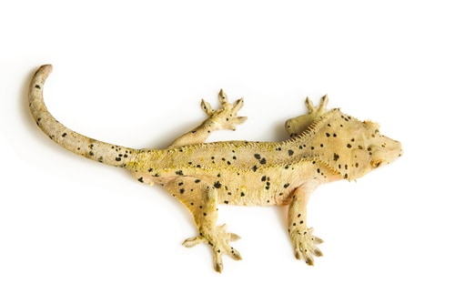 crested gecko