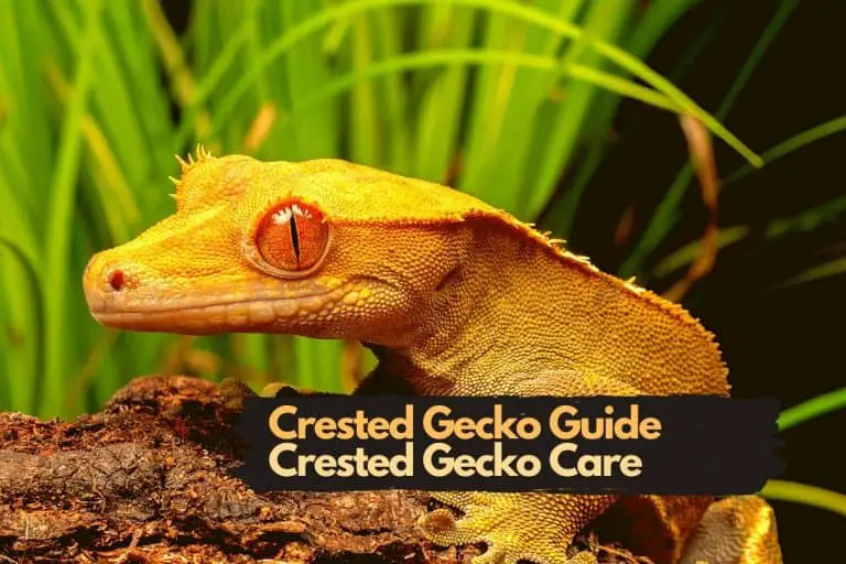Crested Gecko Care Guide | Taking Care of a Crested Gecko