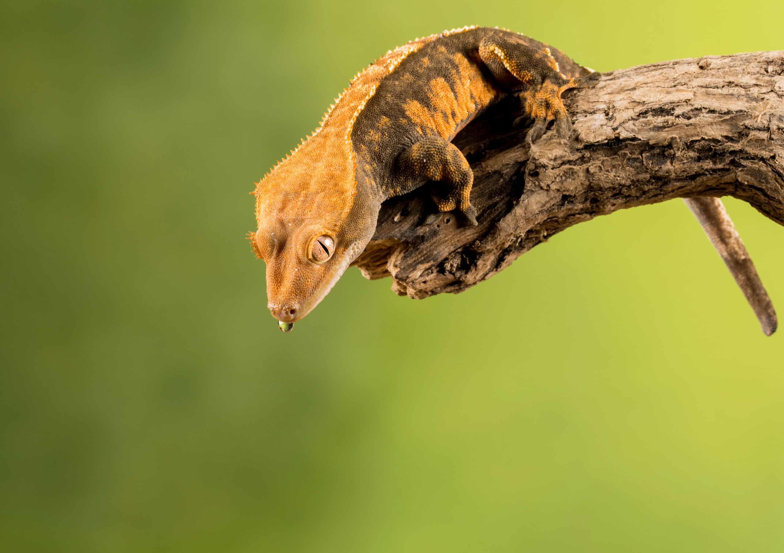 The Crested Gecko Guide How to Prepare Yourself for a Crested Gecko?
