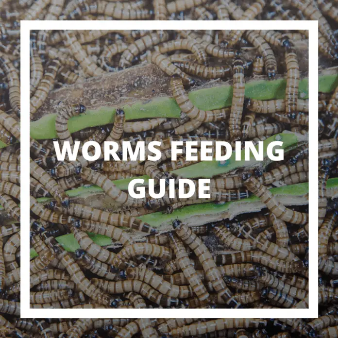 Crested Gecko Diet Guide Feeding Your Crested Gecko