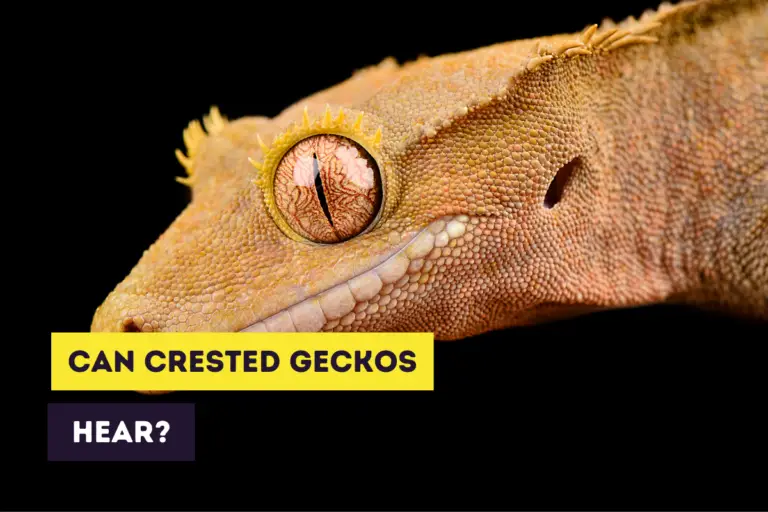 Do Crested Geckos Hear and How Sensitive Do They Hear?