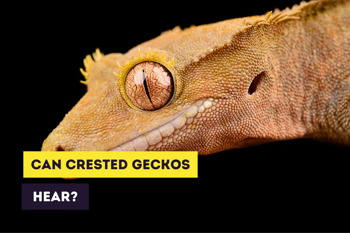 Can Geckos Hear?