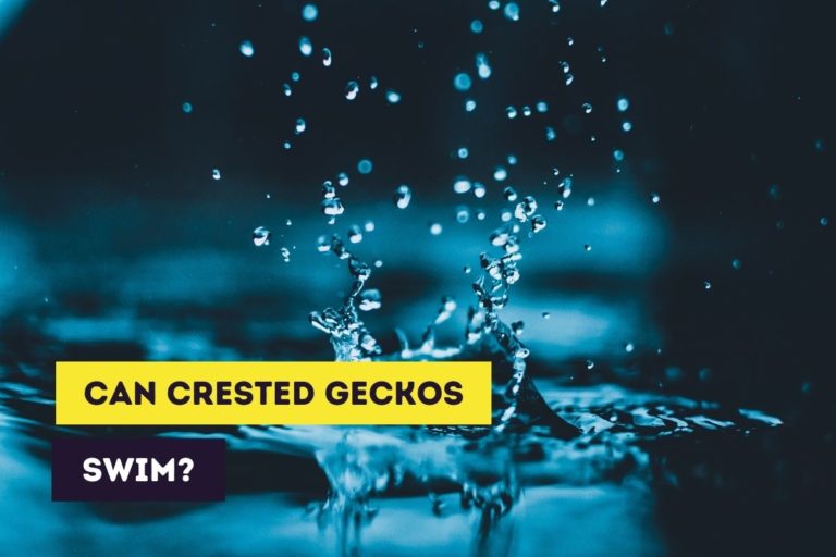 Can Crested Geckos Swim? (Do They Like Water)
