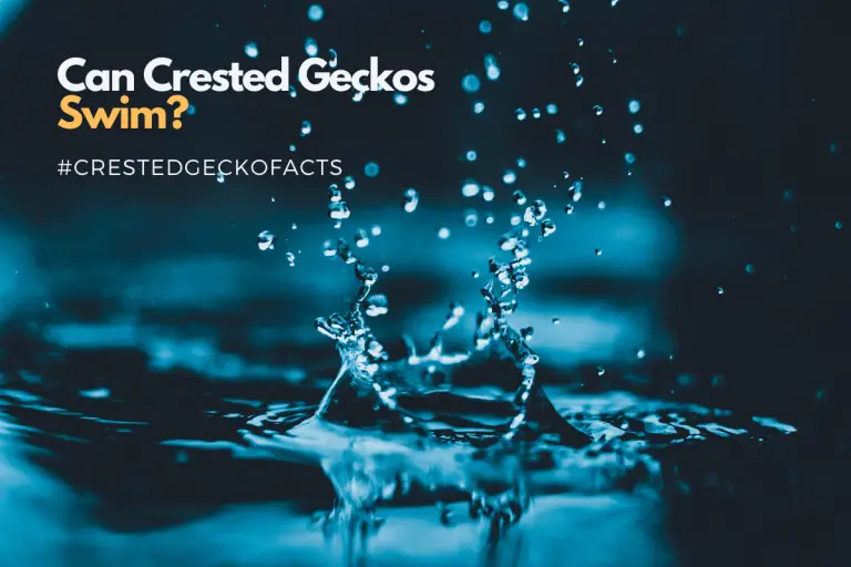 Can Crested Geckos Swim and Do They Like Water?