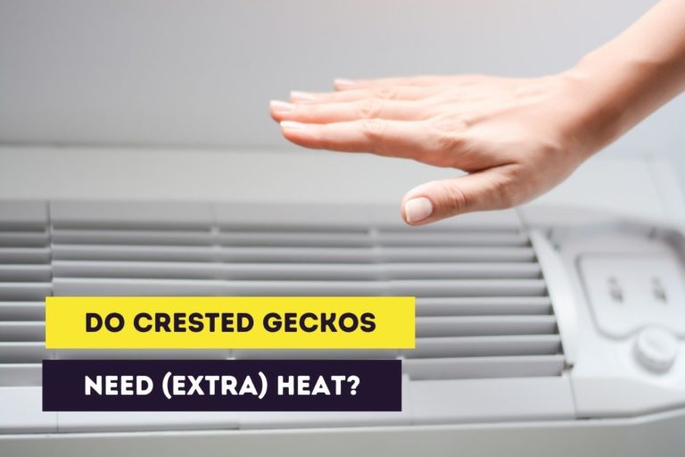 Do Crested Geckos Need Heat? (Ideal Temperature Range)