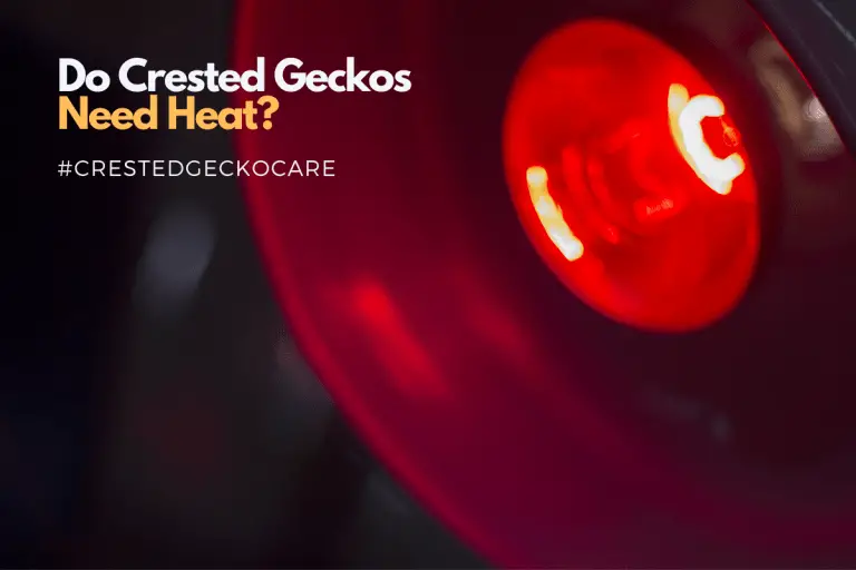 Do Crested Geckos Need Heat?
