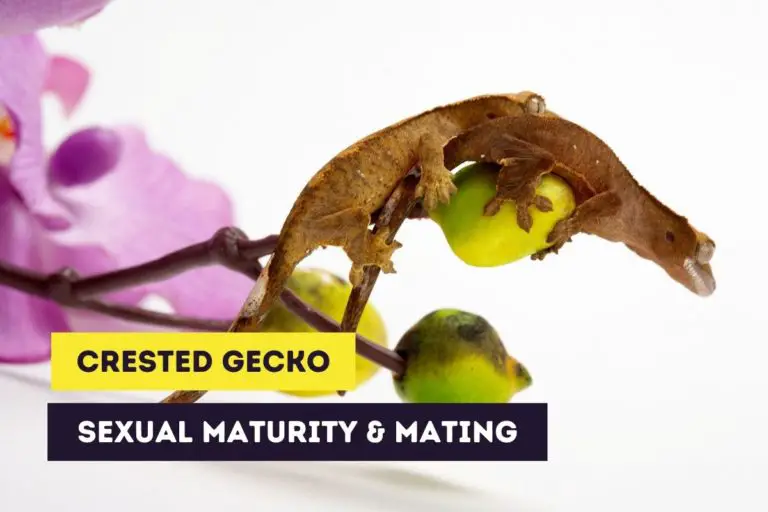 How Do Crested Geckos Mate? (Sexual Maturity & Mating)