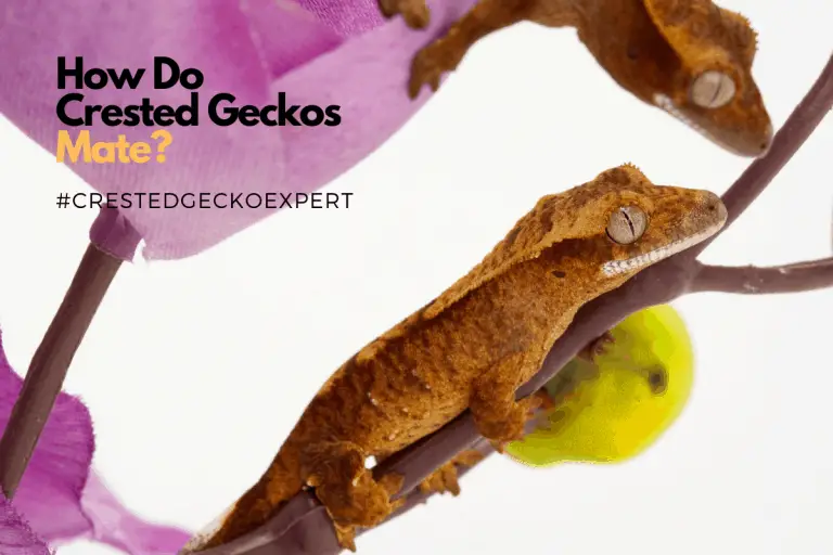 How Do Crested Geckos Mate?