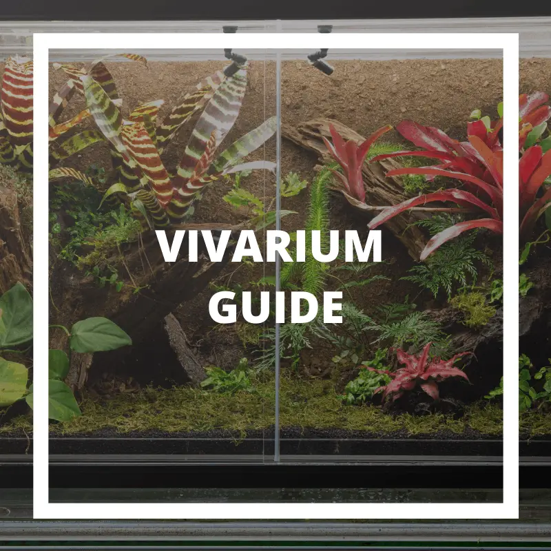 Substrates for Crested Geckos Picking the Best Substrate