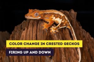 Crested Gecko Bites: Reasons and Responding to a Bite