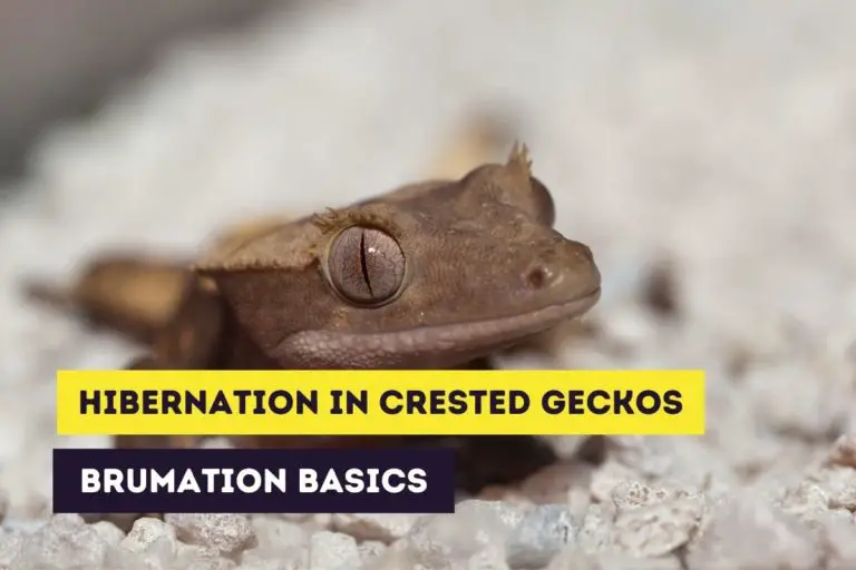 Hibernation in Crested Geckos (Brumation Basics)