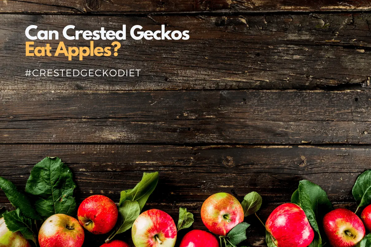 Can Crested Geckos Eat Apples And How To Feed Them