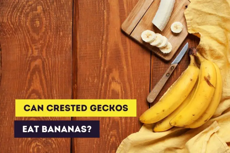 Can Crested Geckos Eat Bananas? (Feeding Instructions)