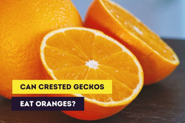 Can Crested Geckos Eat Oranges? (Feeding Instructions)