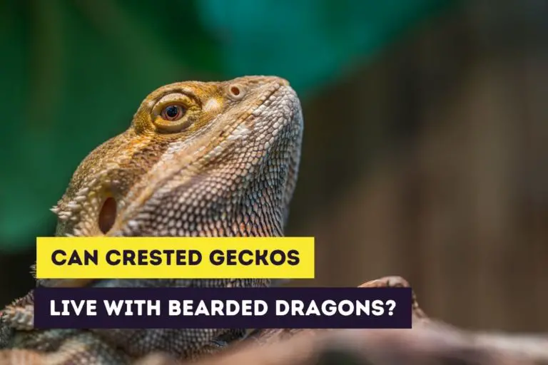 Can Crested Geckos Live With Bearded Dragons?