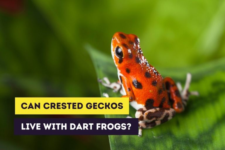 Can Crested Geckos Live With Poison Dart Frogs?
