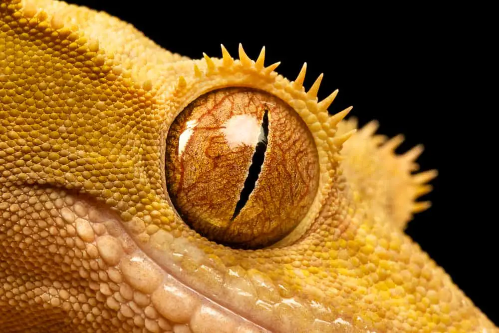 crested gecko eyes