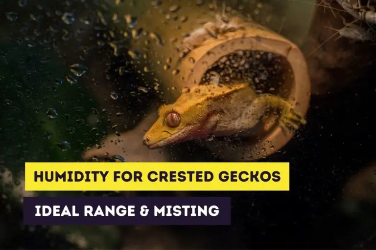 Humidity Needs of Crested Geckos: Ideal Range and Misting