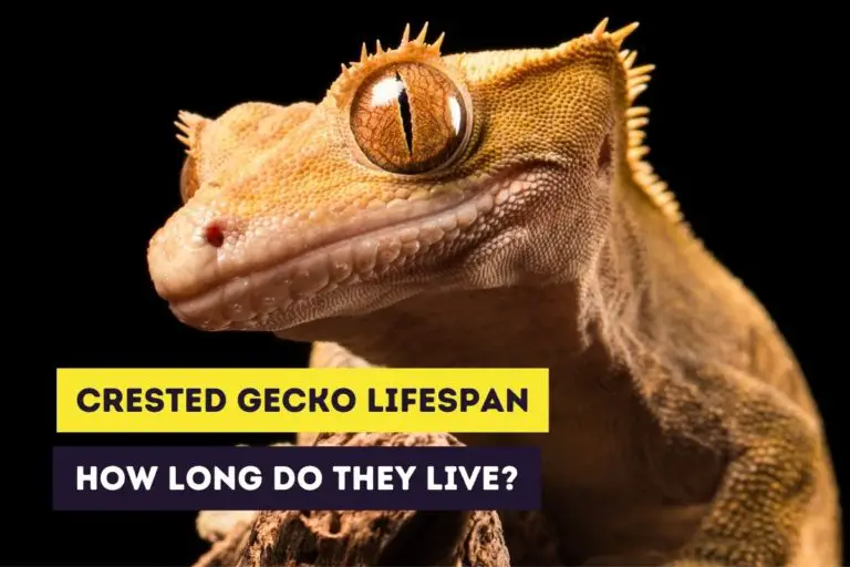 Lifespan of Crested Geckos: Factors Determining Lifespan
