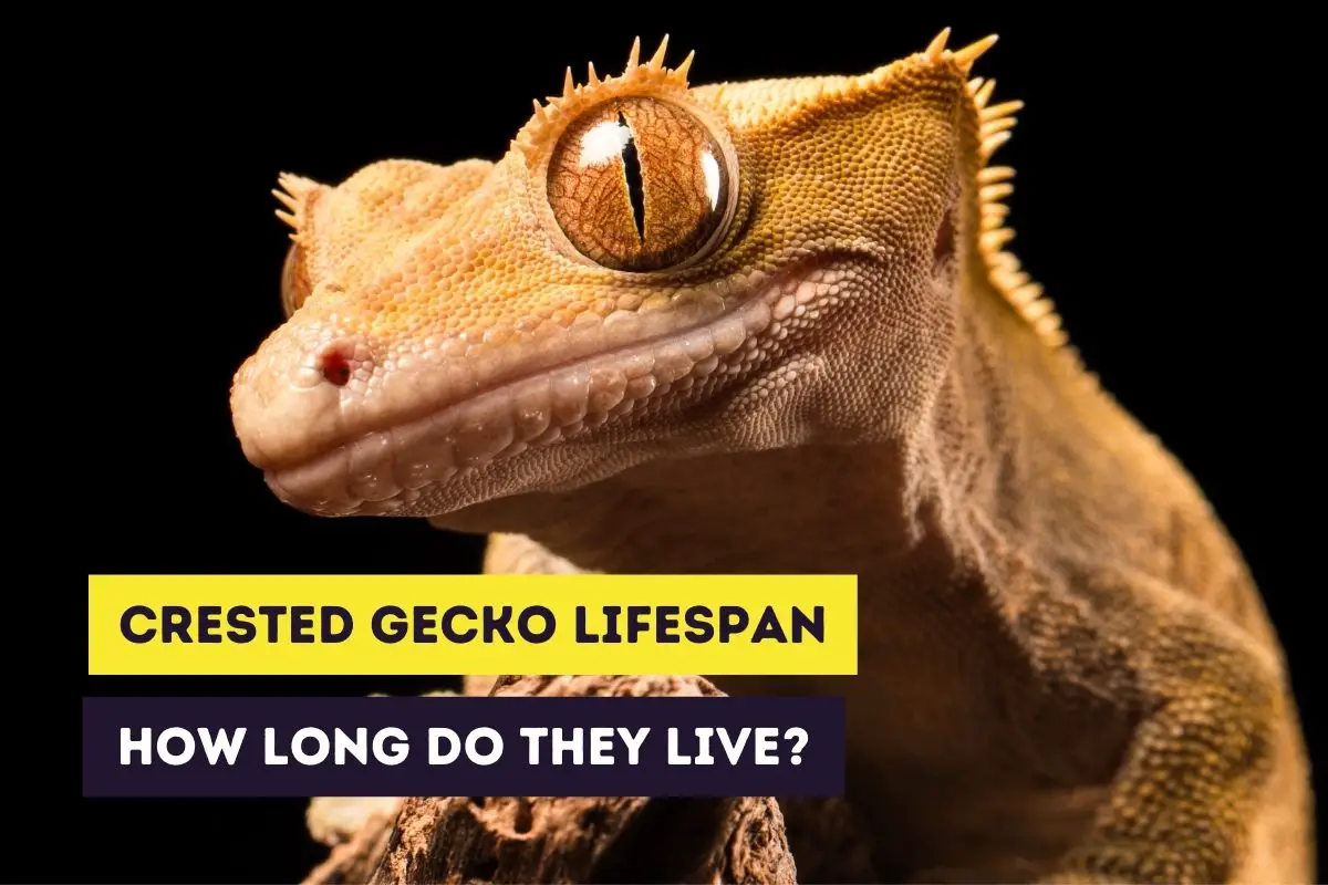 gecko life cycle
