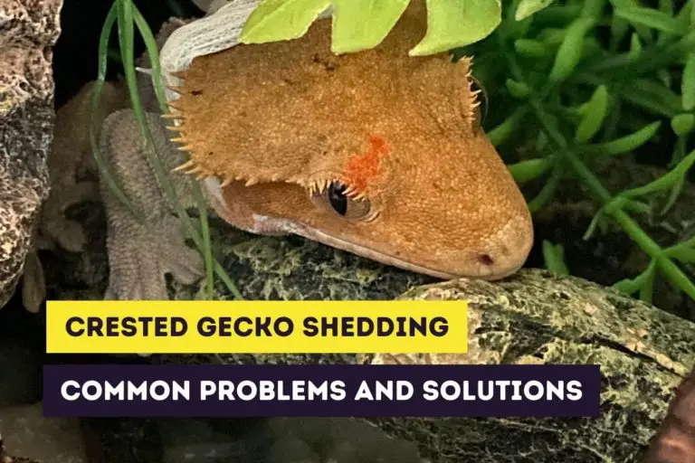 Crested Gecko Shedding: Common Problems and Solutions
