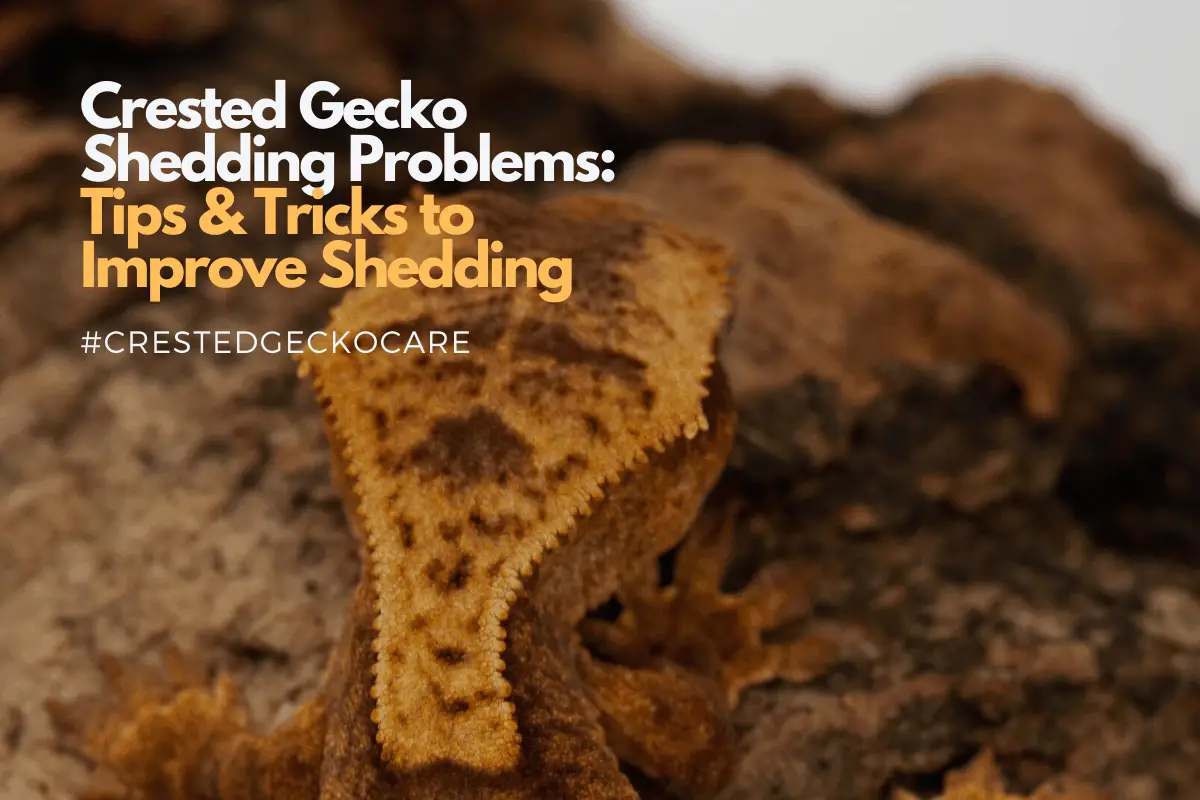 Curated visual reference: Visual Reference: Crested Gecko Shedding Common Problems Tips And Tricks