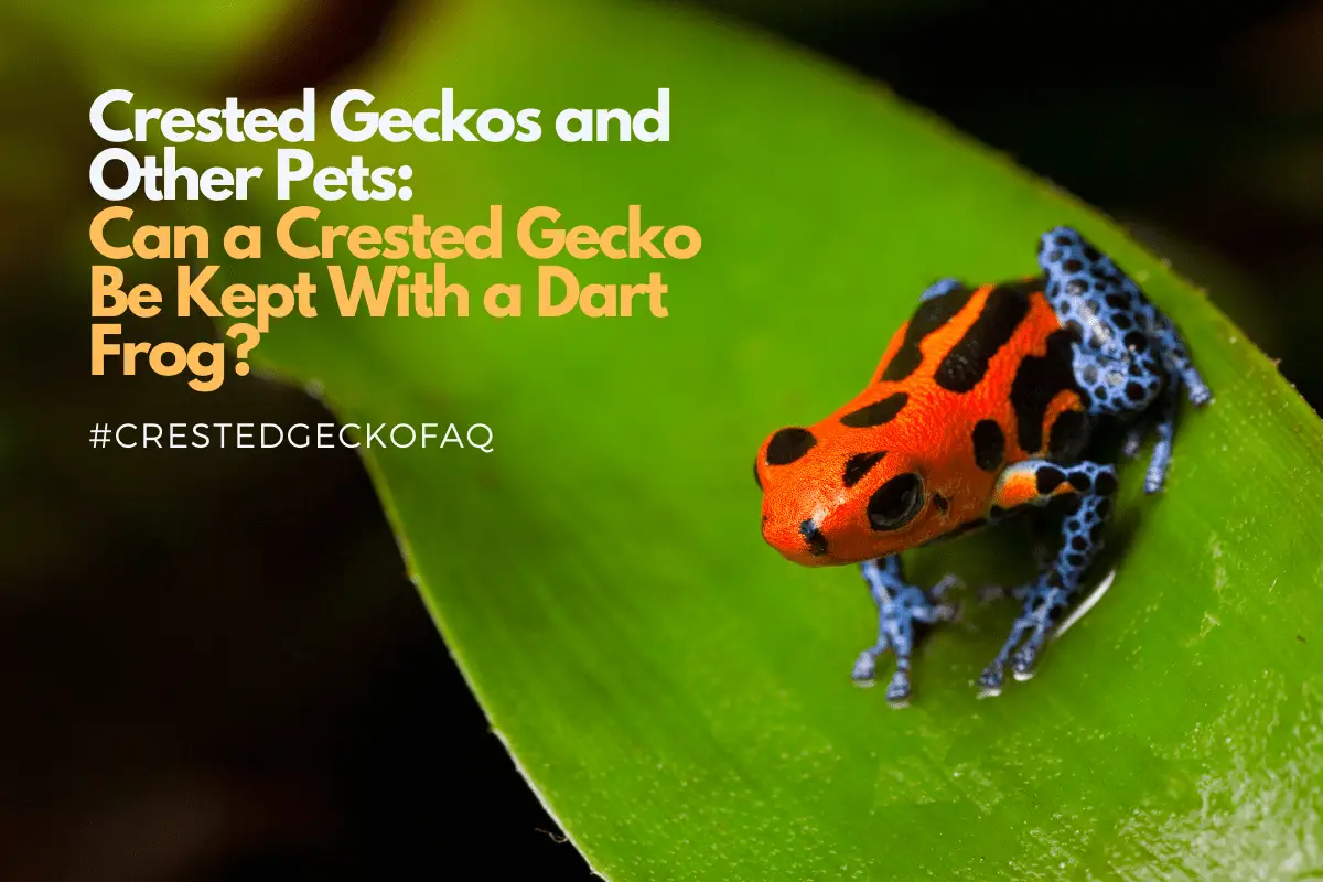 Can Crested Geckos Live With Poison Dart Frogs?