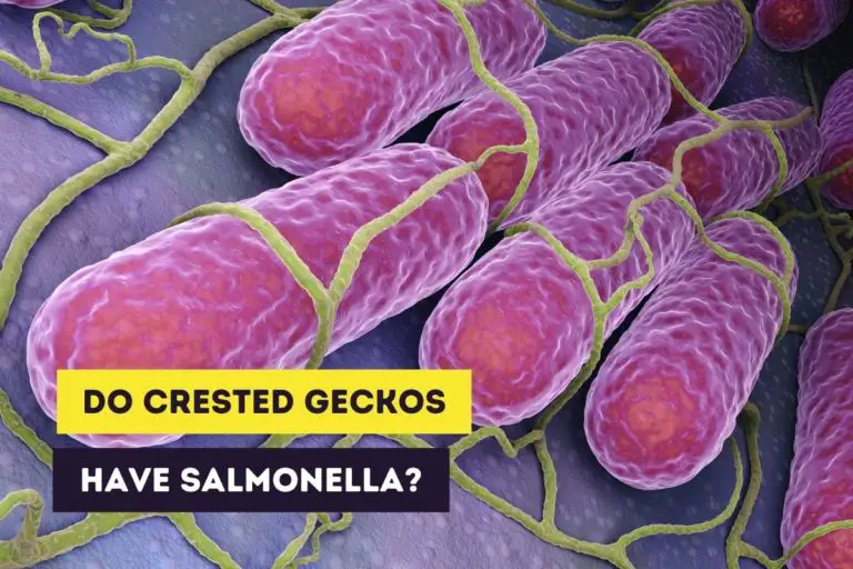 Do Crested Geckos Have Salmonella? (Caution Required)