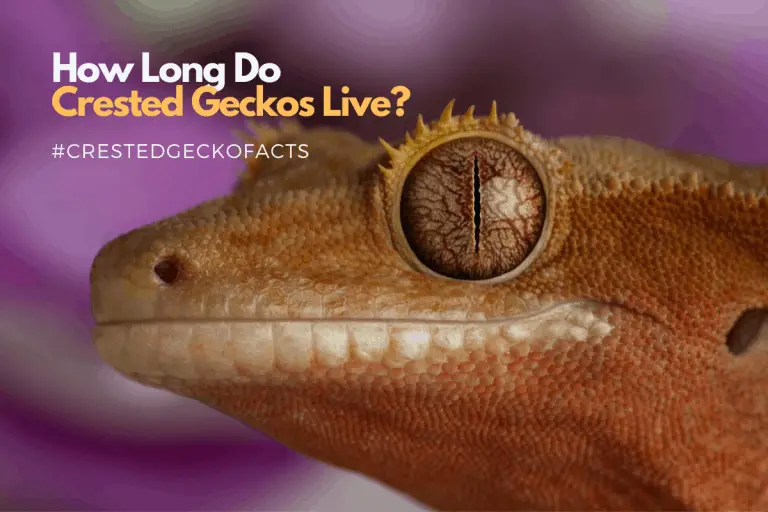 Crested Gecko Lifespan: How Long Do Crested Geckos Live?