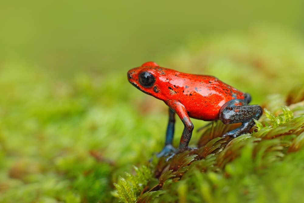 Can Crested Geckos Live With Poison Dart Frogs?