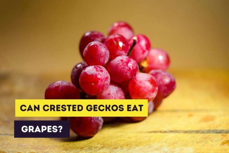 Can Crested Geckos Eat Grapes? (Feeding Instructions)